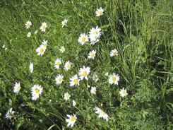 Blumen